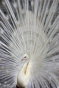 White Peacock 2