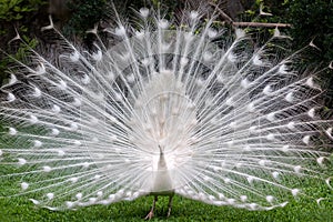 White peacock