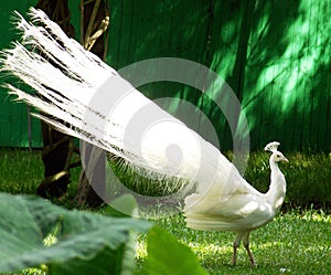 White peacock