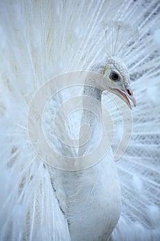 Blanco pavo real 