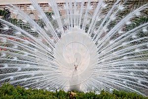 White peacock