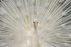 Blanco pavo real 