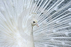 White Peacock