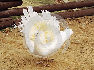 White peacock