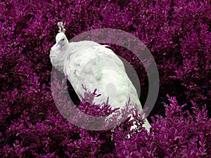 White peacock