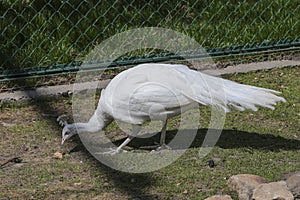 White peacock