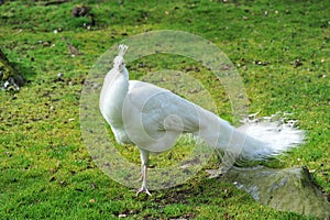 White peacock