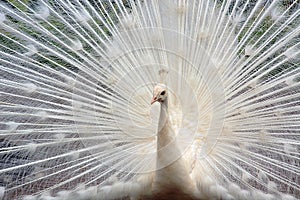 White peacock