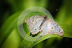 White Peacock Anartia Jatrophae photo