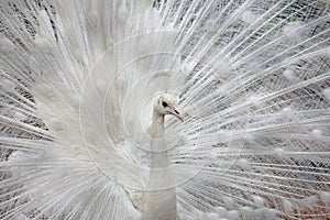 WHITE PEACOCK