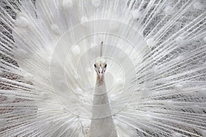 WHITE PEACOCK