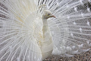 White peacock bird close up