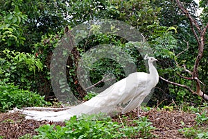White Peacock Birds in Southeast Asia.