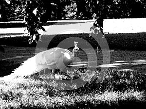 White peacock in black and white