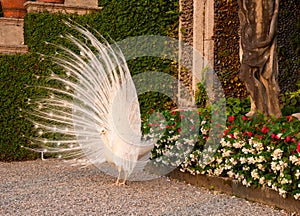 White peacock in the Borromeo gardens, Isola Bella, Italy