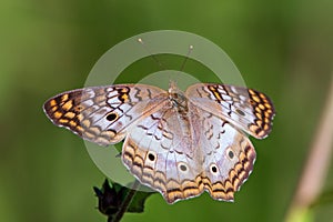 White peacock butterfly