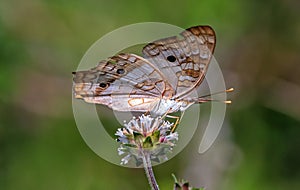 White peacock butterfly