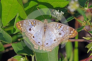 White Peacock Butterfly - anartia jatrophae