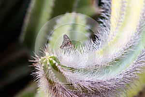 White Peacock butterfly perched on curving arm of senita cactus, covered with needles. More cactus in background.