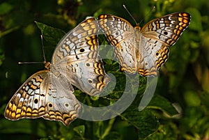 White Peacock Butterfly Couple at Lake Seminole, Park, Florida