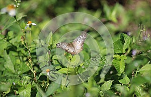 White peacock butterfly with dorsal view