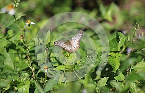 White peacock butterfly with dorsal view photo