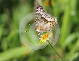 White peacock butterfly feeding on Acmella repens species