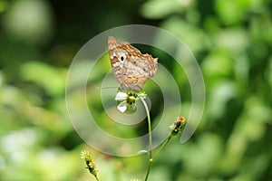 White Peacock Butterfly feeding in garden