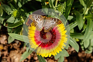 White Peacock Butterfly on Gaillarda Blanket Flower