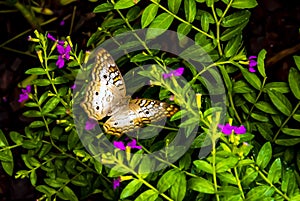 White Peacock Butterfly with hues of blues and golds