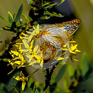 White Peacock Butterfly Landing On Yellow Flowerets