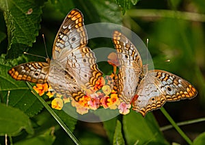 White Peacock Butterfly Pair Feasting on Orange Lantana Flowers at Lake Seminole, Park, Florida