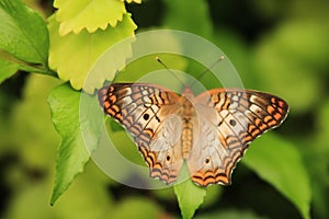White peacock butterfly perched on green leaves with open wings