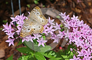 White Peacock Butterfly