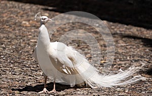 White peacock at Chateau du Rivau, Loire, France.