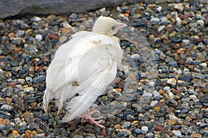 White peacock chick