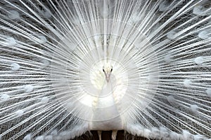 White peacock close-up