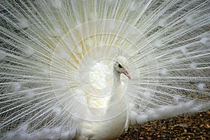 White Peacock Closeup