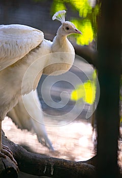 White Peacock Closeup