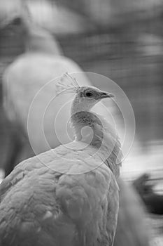 White Peacock Closeup