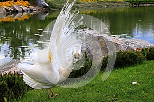 White peacock dances mating dance with spread feathers in park, zoo. Gorgeous bird young albino peacock spread its tail