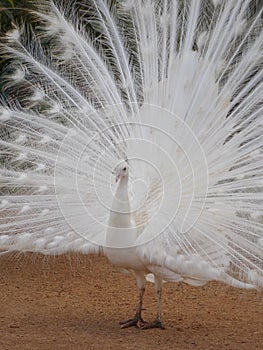 White Peacock fairy lights