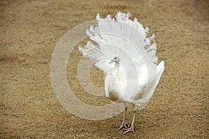 white peacock in a farm