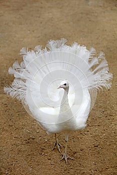 white peacock in a farm