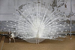 white peacock in a farm