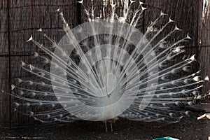 White peacock on the farm