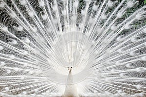 White peacock with feathers out