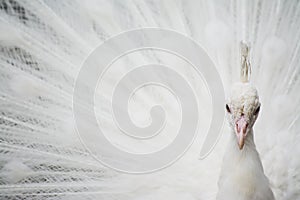 White peacock front view