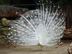 White peacock