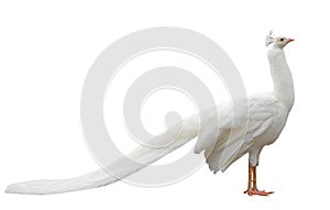 White peacock isolated
